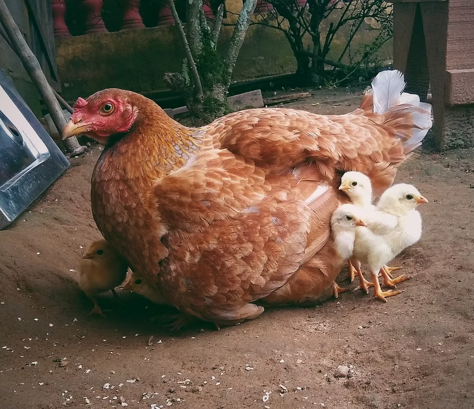 Descrição da Imagem 1